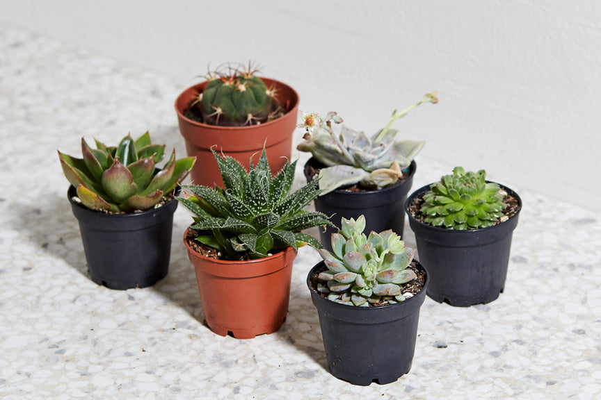 best places to buy succulents near me Assorted Succulents