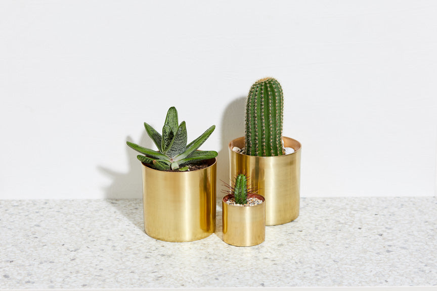 What do you do when your succulent has a baby?