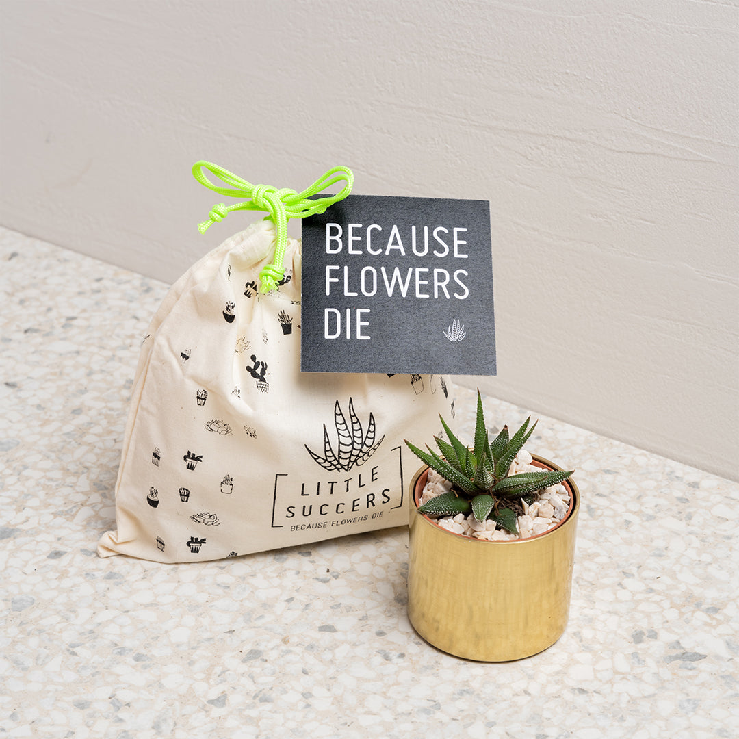 lux for succulents Lil' Lux Succer