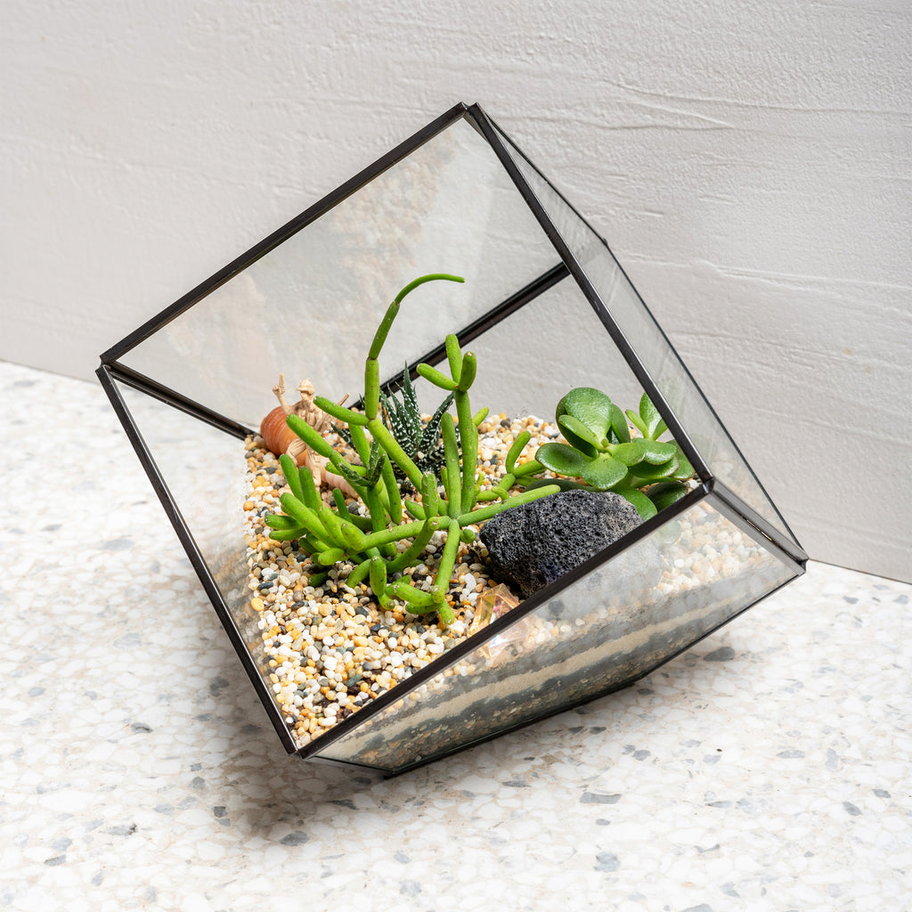 Succulent Terrarium Home Kit