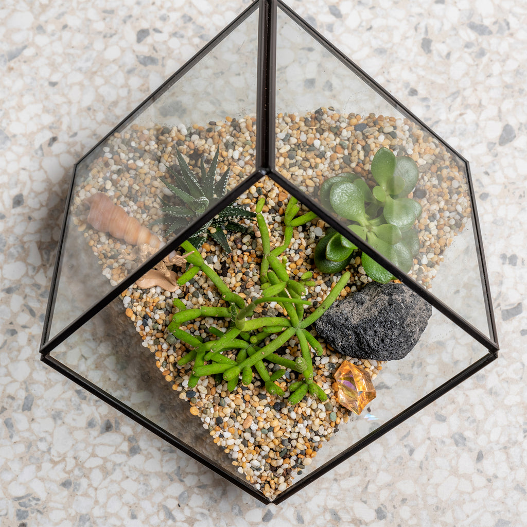 Succulent Terrarium Home Kit