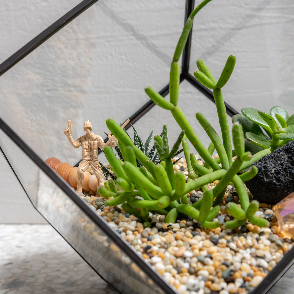 Succulent Terrarium Home Kit