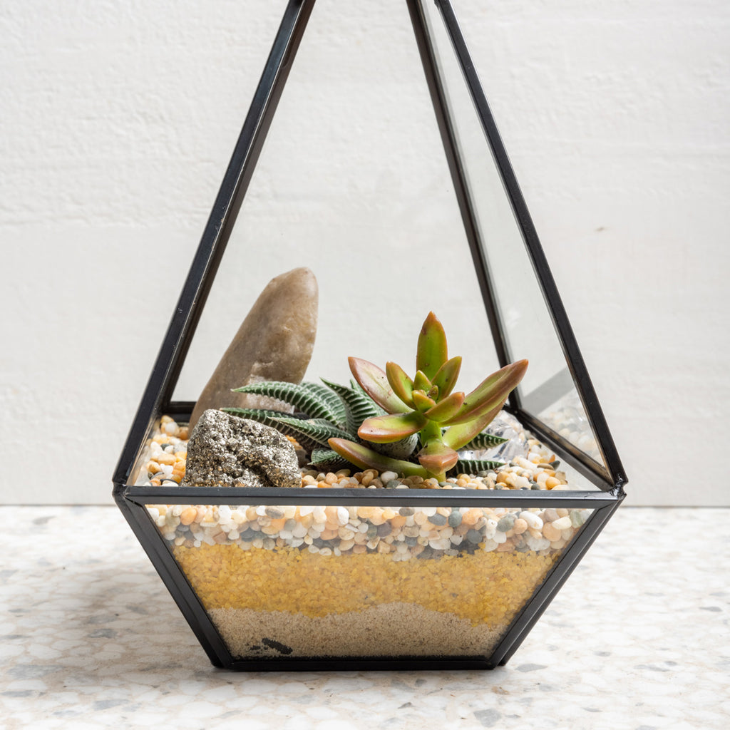 Succulent Terrarium Home Kit