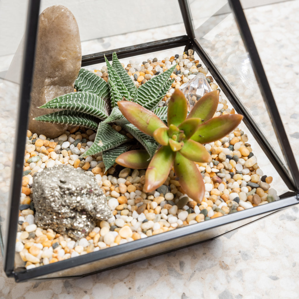 Succulent Terrarium Home Kit