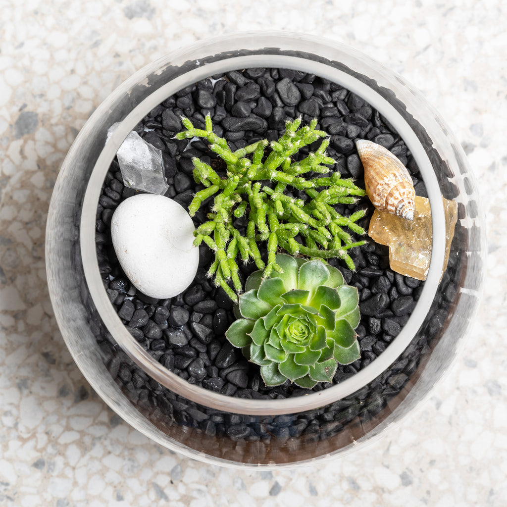 Succulent Terrarium Home Kit